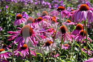 Pink echinacea purpurea flowers, also known as coneflowers or rudbeckia, photographed at RHS Wisley garden in Surrey UK.