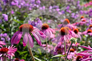 Pink echinacea purpurea flowers, also known as coneflowers or rudbeckia, photographed at RHS Wisley garden in Surrey UK.