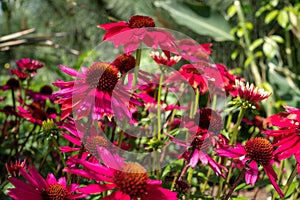 Pink echinacea purpurea flowers, also known as coneflowers or rudbeckia, photographed at RHS Wisley garden in Surrey UK.