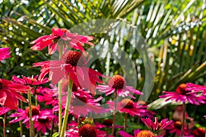 Pink echinacea purpurea flowers, also known as coneflowers or rudbeckia, photographed at RHS Wisley garden in Surrey UK.