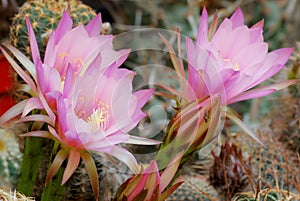 Pink echinopsis flowers