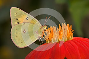 Pink Edged Sulphur photo