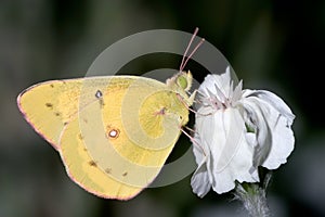 Pink Edged Sulphur photo