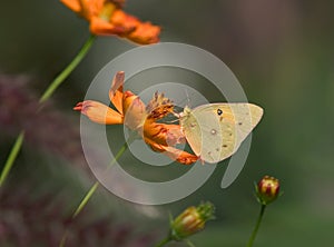 Pink Edged Sulphur