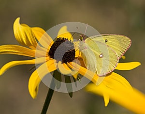 Pink-edged Sulphur Butterfly