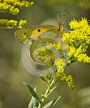 Pink Edged Sulphur Butterfly (Colias Interior) photo