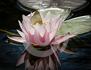 Pink-Edged Sulphur Butterfly in Water Lily