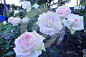 Pink edged white roses growing in home rose garden