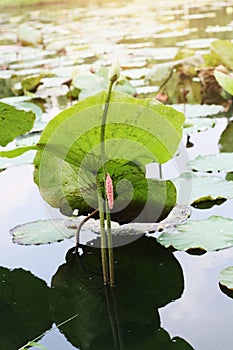 Pink Egg of Golden applesnail, Channeled applesnail on Lotus branch in the pond with natural light and sunray in the water lily