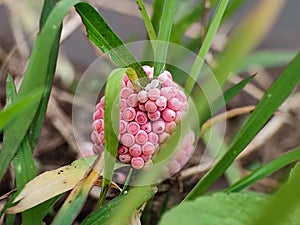 Pink egg snail, in the rice field. Pomacea canaliculata Lamarck eggs are pink.