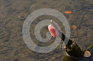 Pink eggs of colden applesnail on old stick in clear freshwater