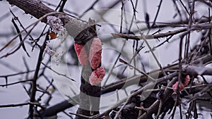 Pink eggs of, Golden apple snail, Pomacea c.analiculataLamarck, Ampullariidae