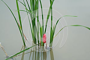 Pink Eggs of Golden Apple Snail or Pomacea canaliculata Laid on Growing Rice Plants