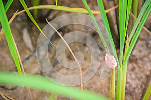 Pink eggs of Golden applesnail or Channeled applesnail on rice t