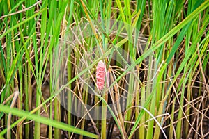 Pink eggs of Golden applesnail or Channeled applesnail on rice t