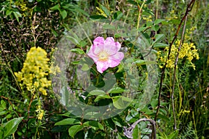 Pink Eglantine Flower photo