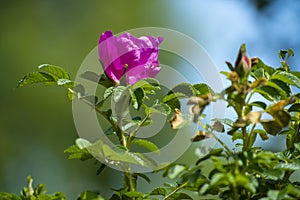 Pink eglantine rose in the dunes