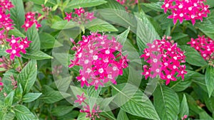 Pink Egyptian starcluster flower in a garden