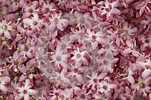 Pink elderberry blossom ful frame