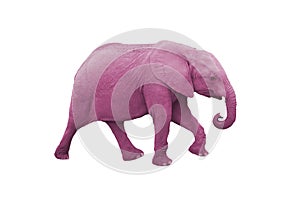 Pink Elephant photo