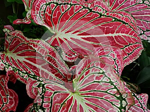 Pink Elephant ear Caladium candidum leaves