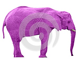 Rosa un elefante  strade 