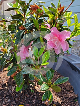 Pink Encore Azalea Potted