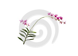 Pink endrobium orchids flower branch or dendrobium hybrid blooming with long green stem and leaf isolated on white background
