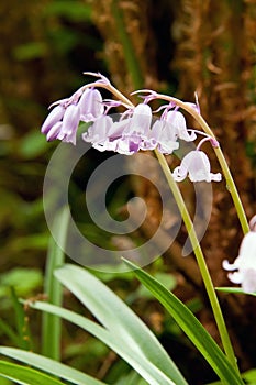 Pink english bluebell flowers