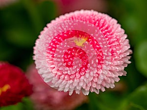 Pink English daisies - Bellis perennis - in spring park. Detailed seasonal natural scene