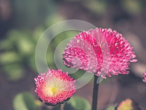 Pink English daisies - Bellis perennis in spring park. Detailed seasonal natural scene