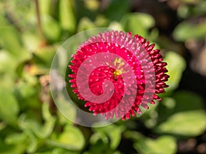 Pink English daisies - Bellis perennis in spring park. Detailed seasonal natural scene