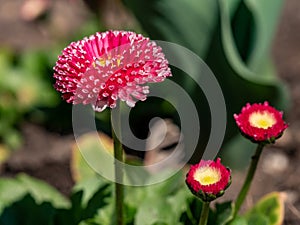 Pink English daisies - Bellis perennis in spring park. Detailed seasonal natural scene