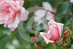 Pink english rose flowers growing in the garden, summer time