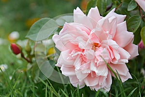 Pink english rose flowers growing in the garden, summer time