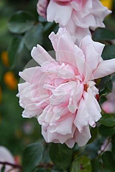 Pink english rose flowers growing in the garden, summer time