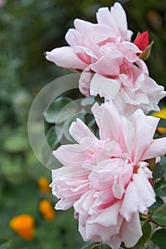 Pink english rose flowers growing in the garden, summer time