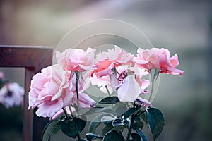 Pink English roses blooming in the summer garden  one of the most fragrant flowers  best smelling  beautiful and romantic flowers