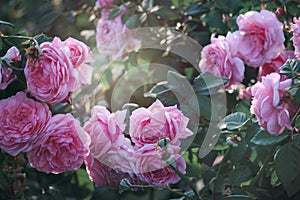 Pink English roses blooming in the summer garden  one of the most fragrant flowers  best smelling  beautiful and romantic flowers