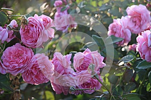 Pink English roses blooming in the summer garden  one of the most fragrant flowers  best smelling  beautiful and romantic flowers