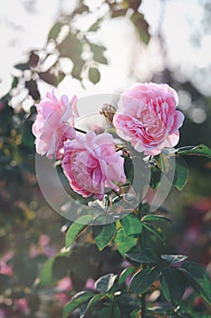 Pink English roses blooming in the summer garden  one of the most fragrant flowers  best smelling  beautiful and romantic flowers