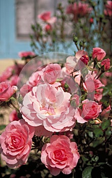 Pink English roses and blue building