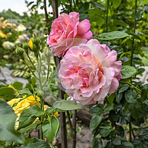 Pink English roses in garden. Beautiful flowerbed with blooming flowers