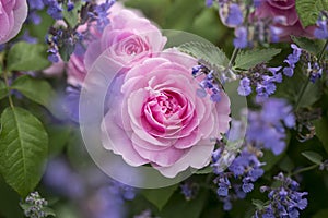 Pink English Roses with Purple Nepeta