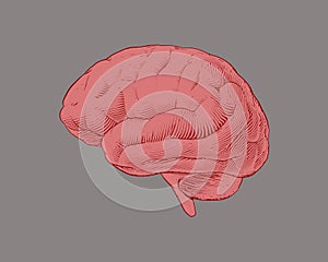 Pink engraving brain illustration
