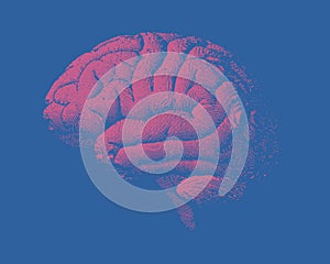 Pink engraving brain side view illustration with on blue BG