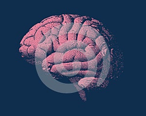 Pink engraving brain side view illustration with on dark BG