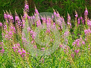 Pink Epilobium Angustifolium Mountain Flowers photo