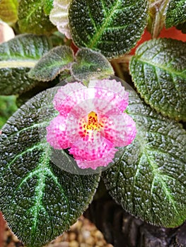 Pink episcia cupreata or flame violet