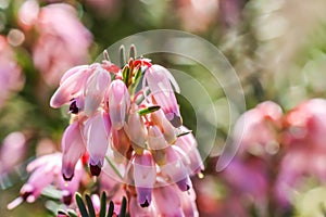 Pink Erica carnea flowers winter Heath in the garden in early spring